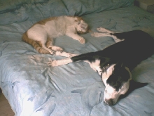 taz and chicko