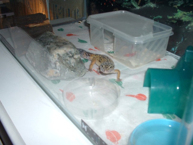 my male leo