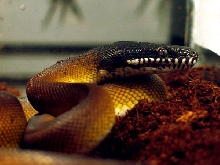 Male white-lipped python