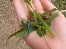 Five-Lined Skink