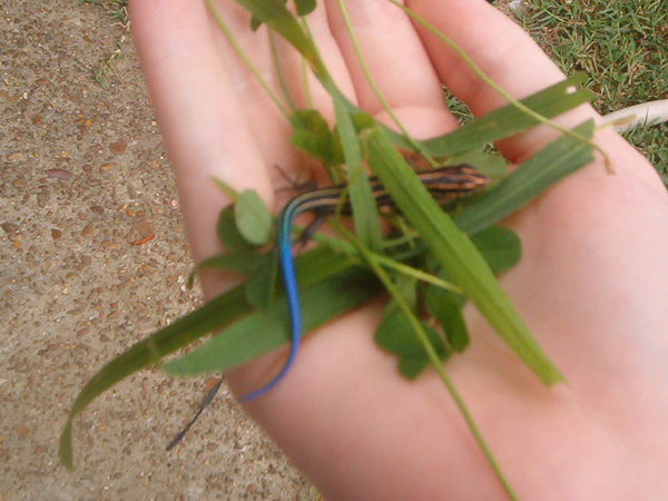 Five-Lined Skink
