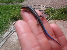 Five-Lined Skink