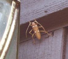 What is this beetle?