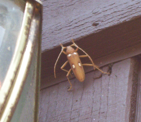 What is this beetle?