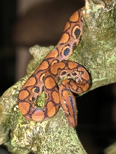 Ziazan 1