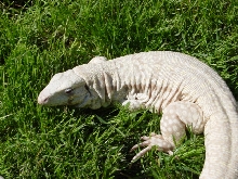 Albino Blue