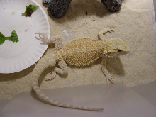 Luescistic Hypo Cross