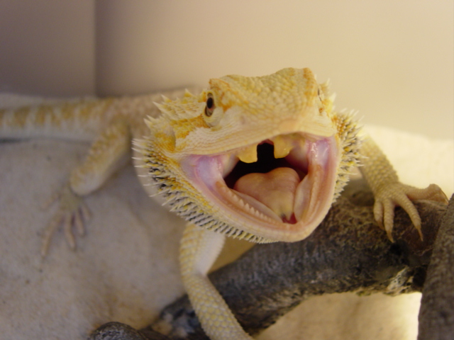 Opera Singer