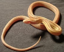 Butter Stripe Female