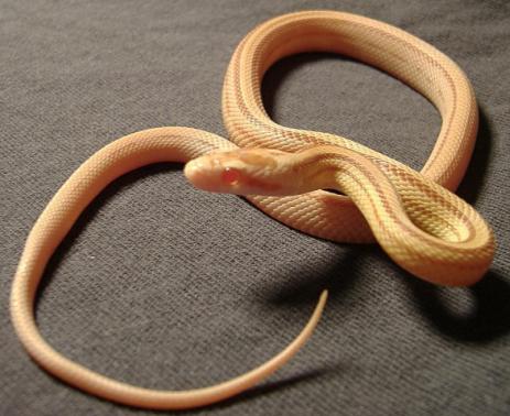 Butter Stripe Female