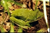 Green Treefrog