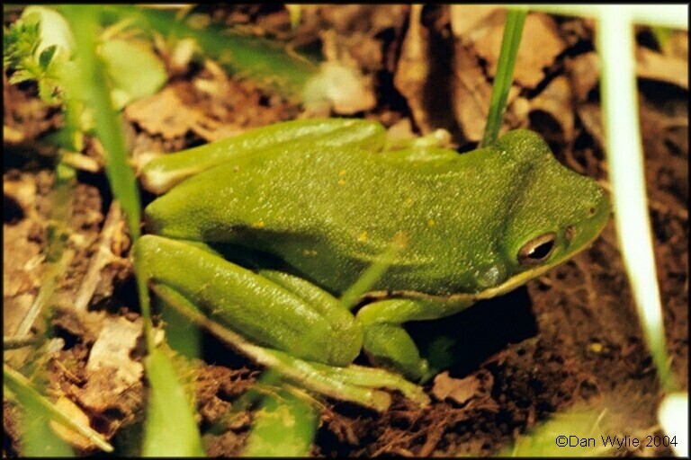 Green Treefrog