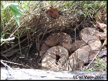 Osage Copperheads