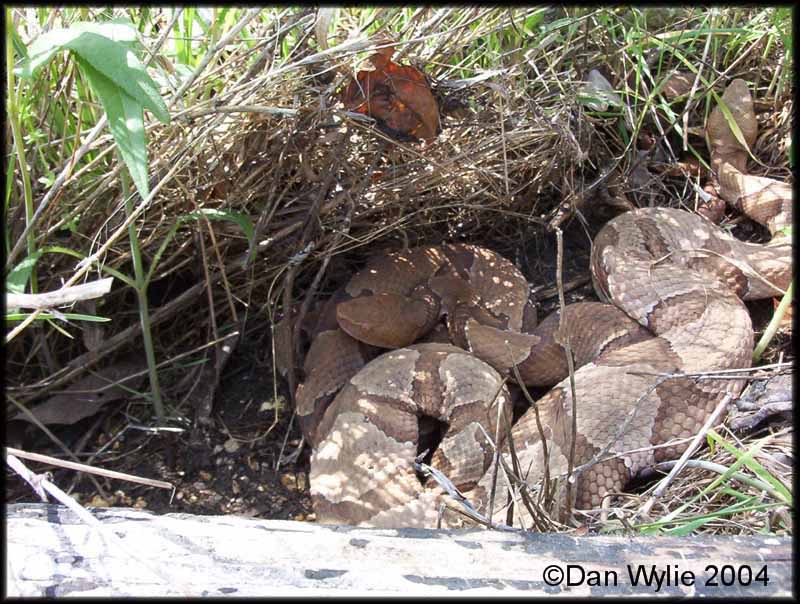 Osage Copperheads