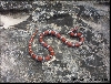 Red Milk Snake