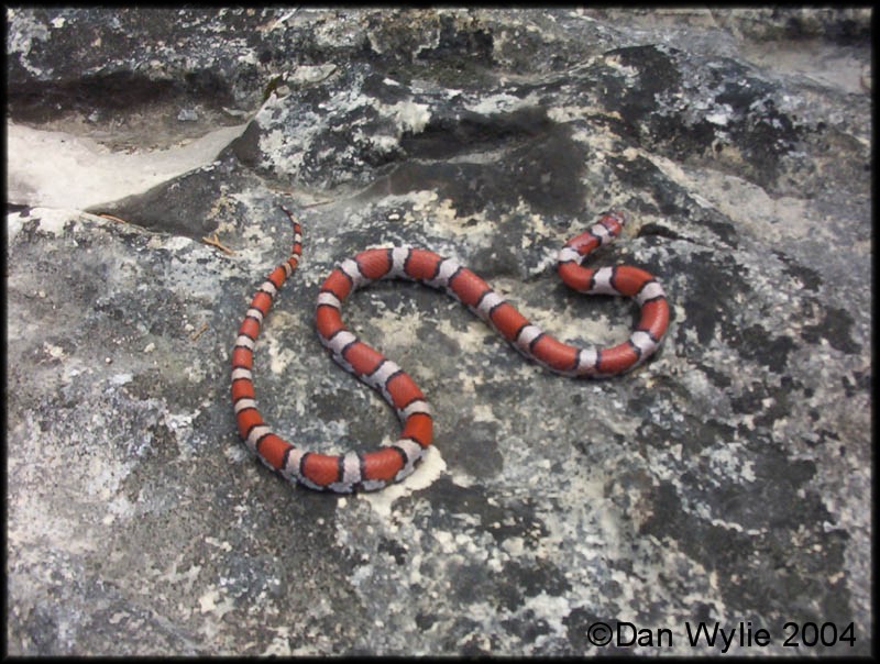 Red Milk Snake