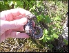 Ringed Salamander