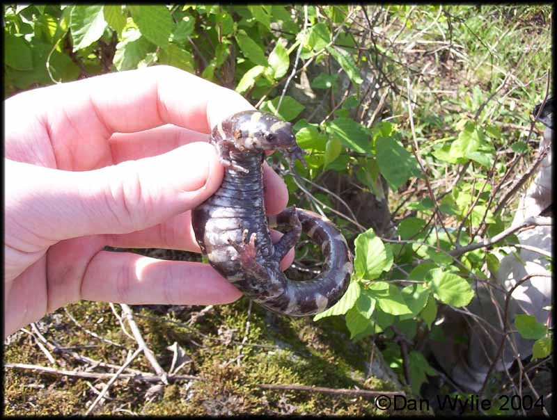 Ringed Salamander