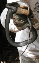 S. Black Racer