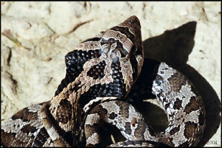 Hognose
