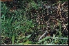 Massasauga Rattlesnake