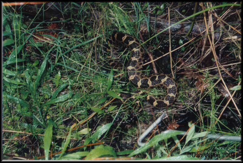 Massasauga Rattlesnake