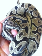 axanthic spotnose