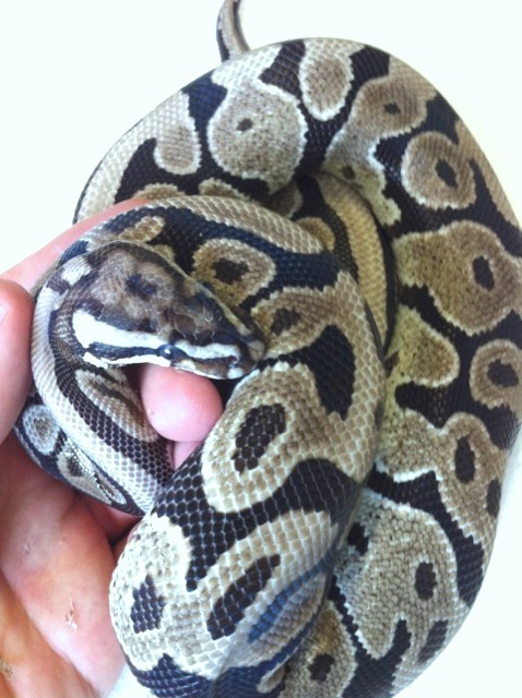 axanthic spotnose