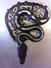 Cinnamon Mojave