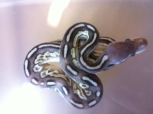 Pewter Mojave