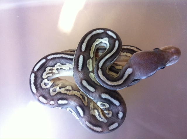 Pewter Mojave