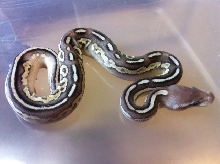 Pewter Mojave 2