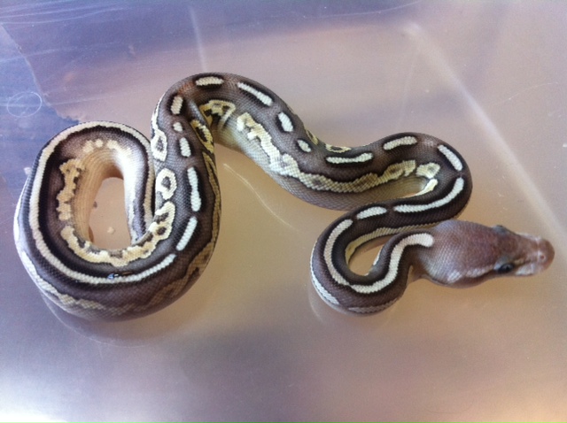 Pewter Mojave 2
