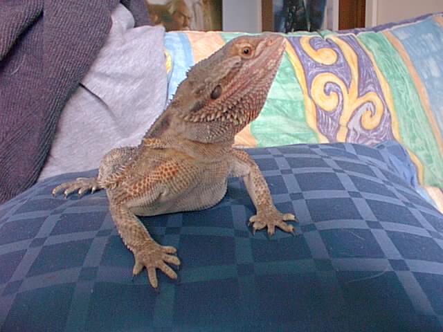 Troy