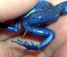 azureus with leg infection