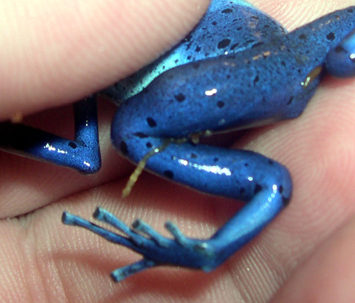 azureus with leg infection