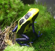 D. tinctorius 'cobalt'
