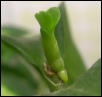 a baby orchid!