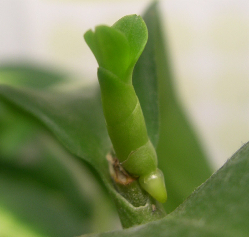 a baby orchid!