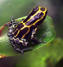 D. ventrimaculatus