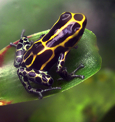 D. ventrimaculatus