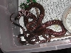 African house snakes