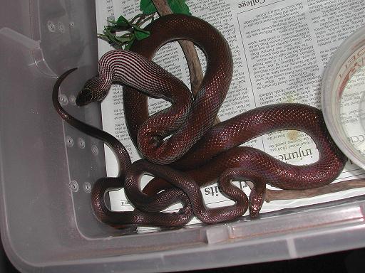African house snakes