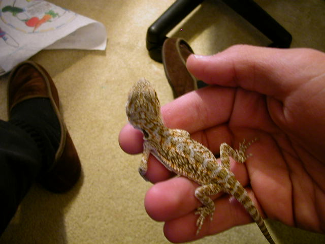sam