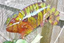 New Hephestos