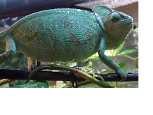 Female