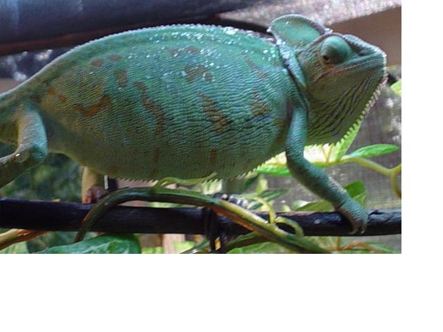Female