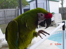 Military macaw