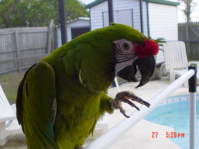 Military macaw