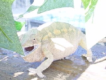 Female Tamatave